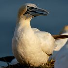 Basstölpel auf dem Nest