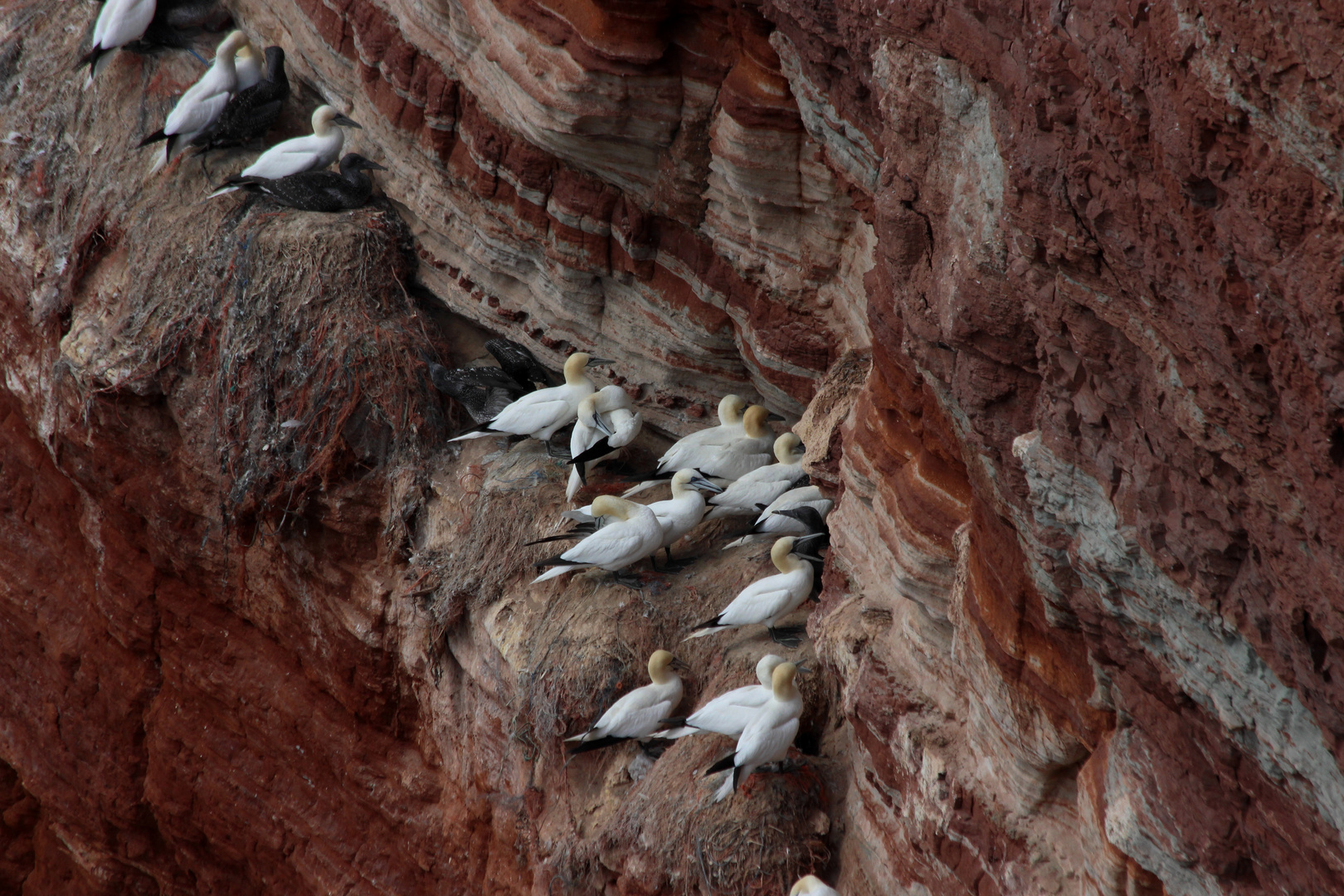 Basstölpel auf den roten Felsen auf Helgoland