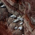 Basstölpel auf den roten Felsen auf Helgoland