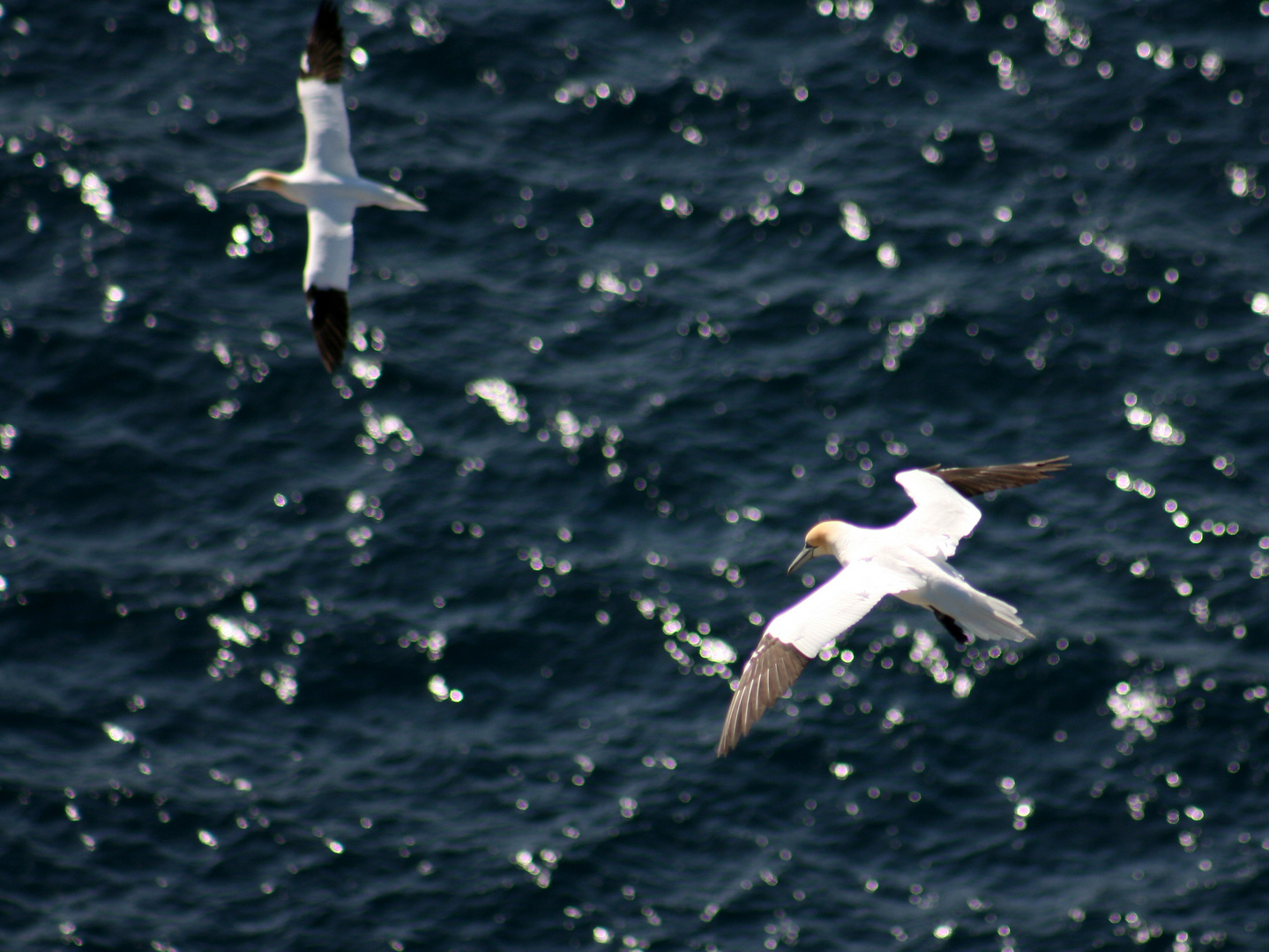 Basstölpel auf den Shetland Islands