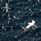 Basstölpel auf den Shetland Islands