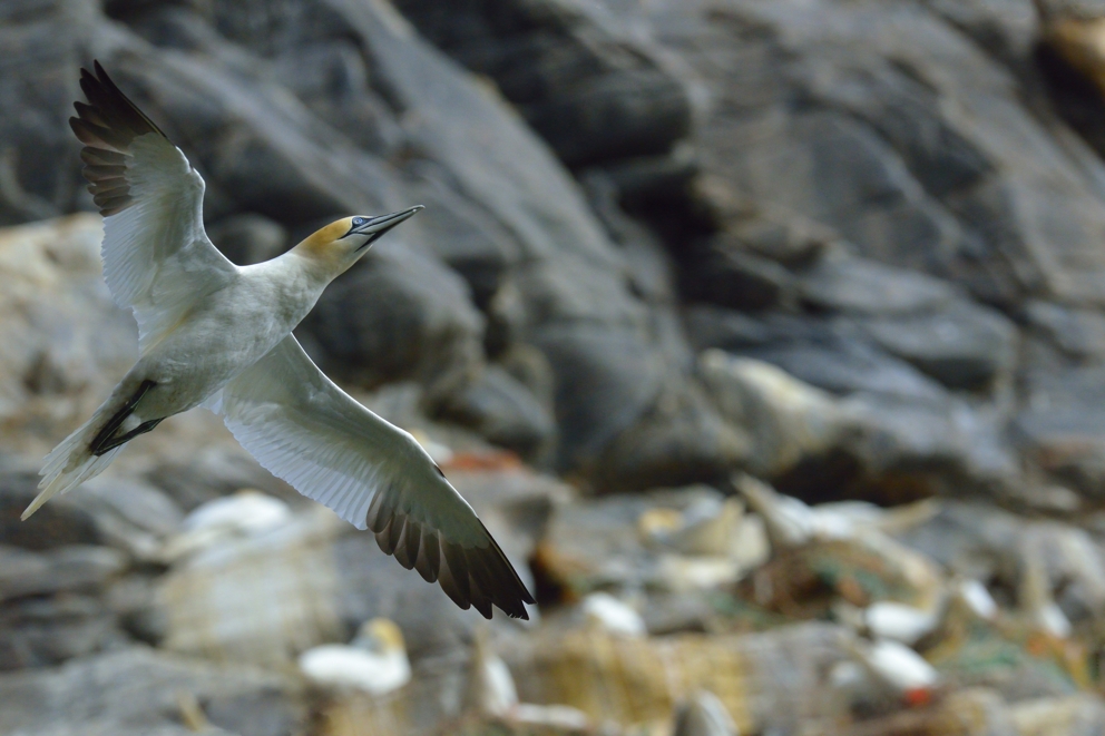 Basstölpel auf der Insel Runde, Norwegen, Juni 2013