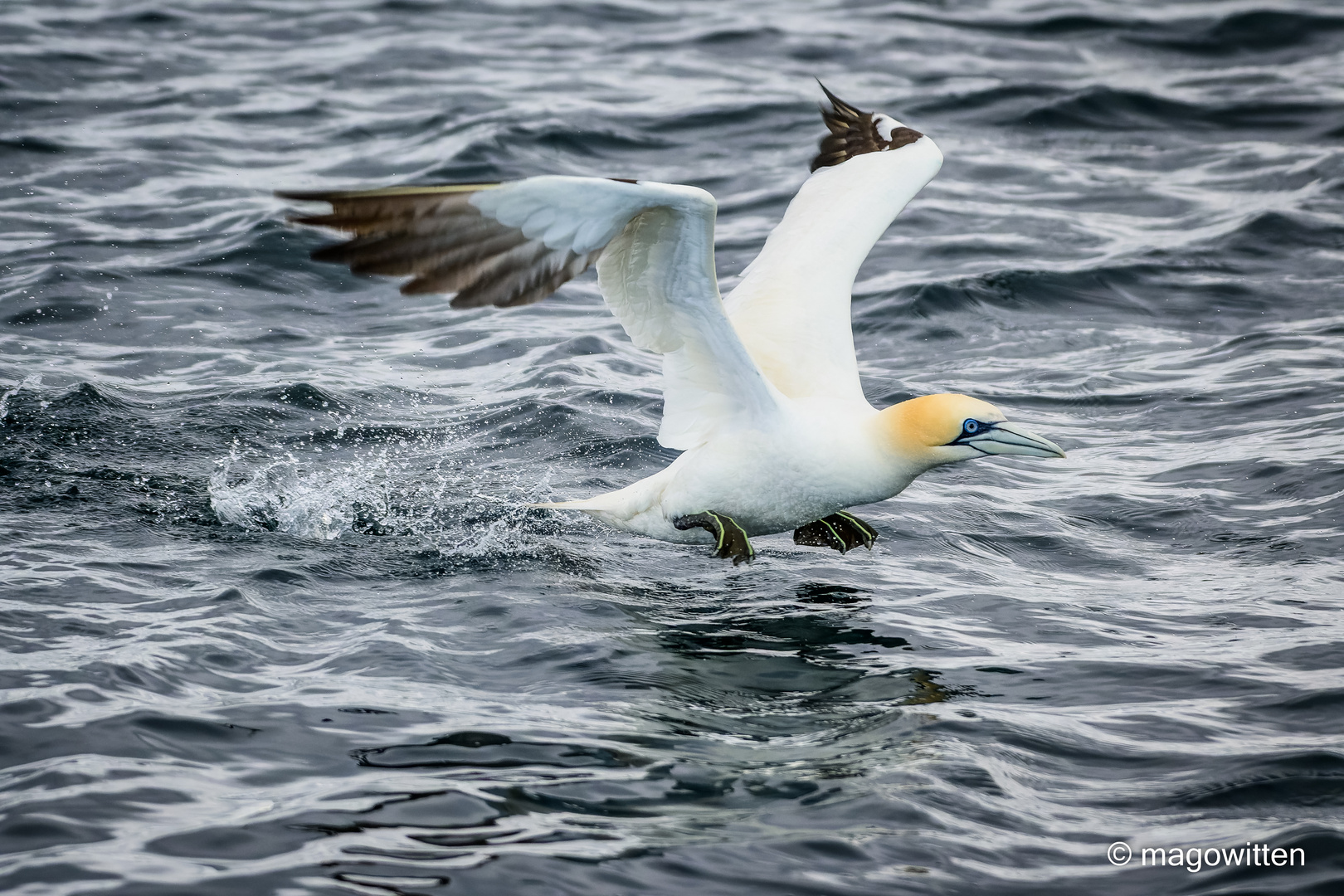 Basstölpel auf der Shetlandinsel Noss