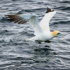 Basstölpel auf der Shetlandinsel Noss