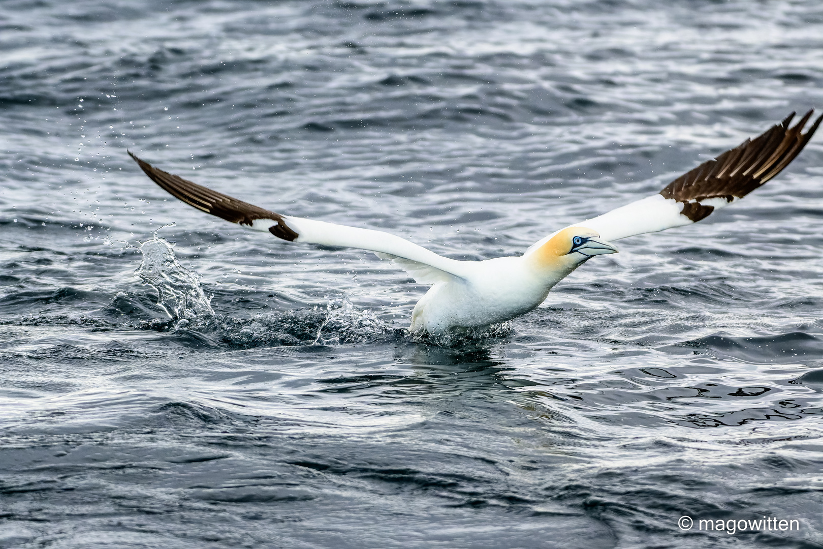 Basstölpel auf der Shetlandinsel Noss