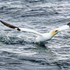 Basstölpel auf der Shetlandinsel Noss