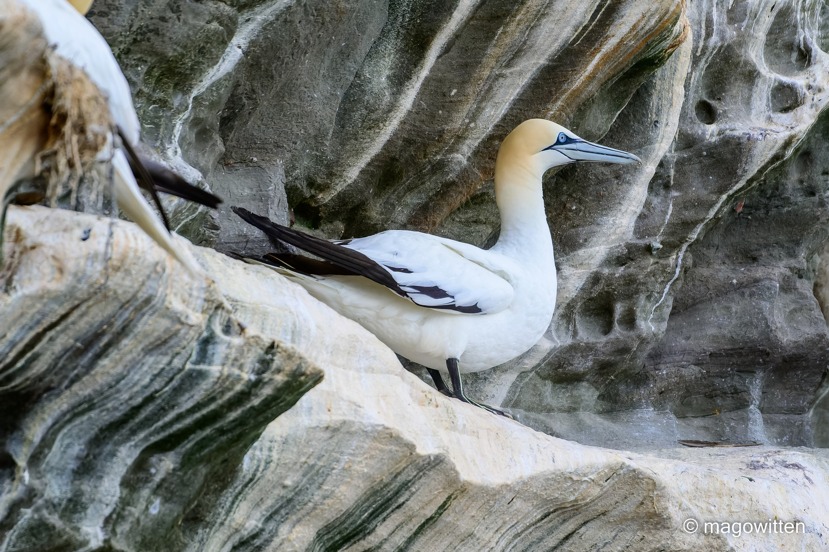 Basstölpel auf der Shetlandinsel Noss