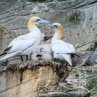 Basstölpel auf der Shetlandinsel Noss