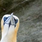 Basstölpel auf der Shetlandinsel Noss