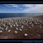 Baßtölpel auf einer Insel In Quebec