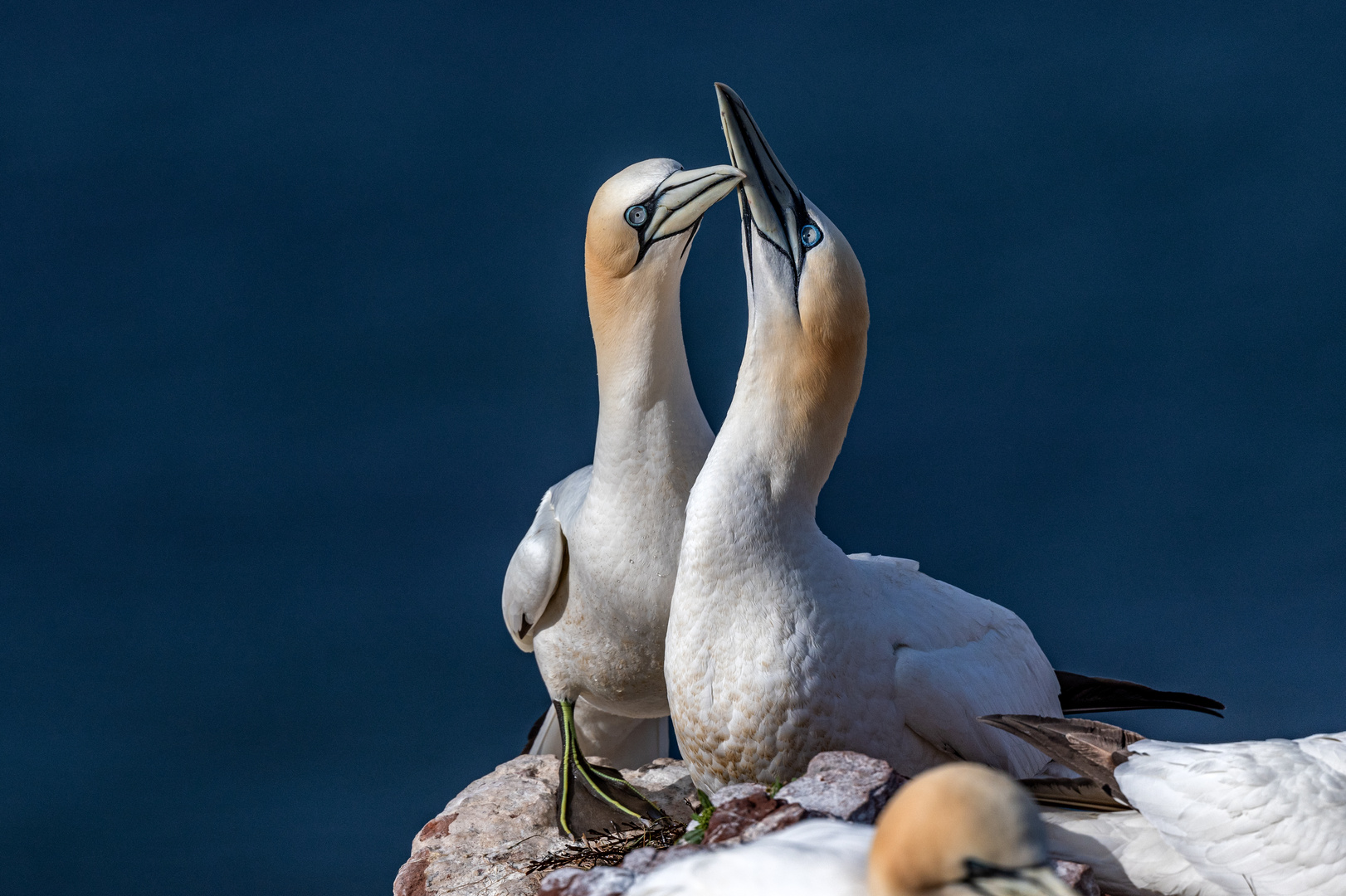 Basstölpel auf Helgoland