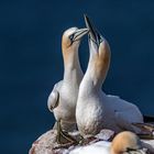 Basstölpel auf Helgoland