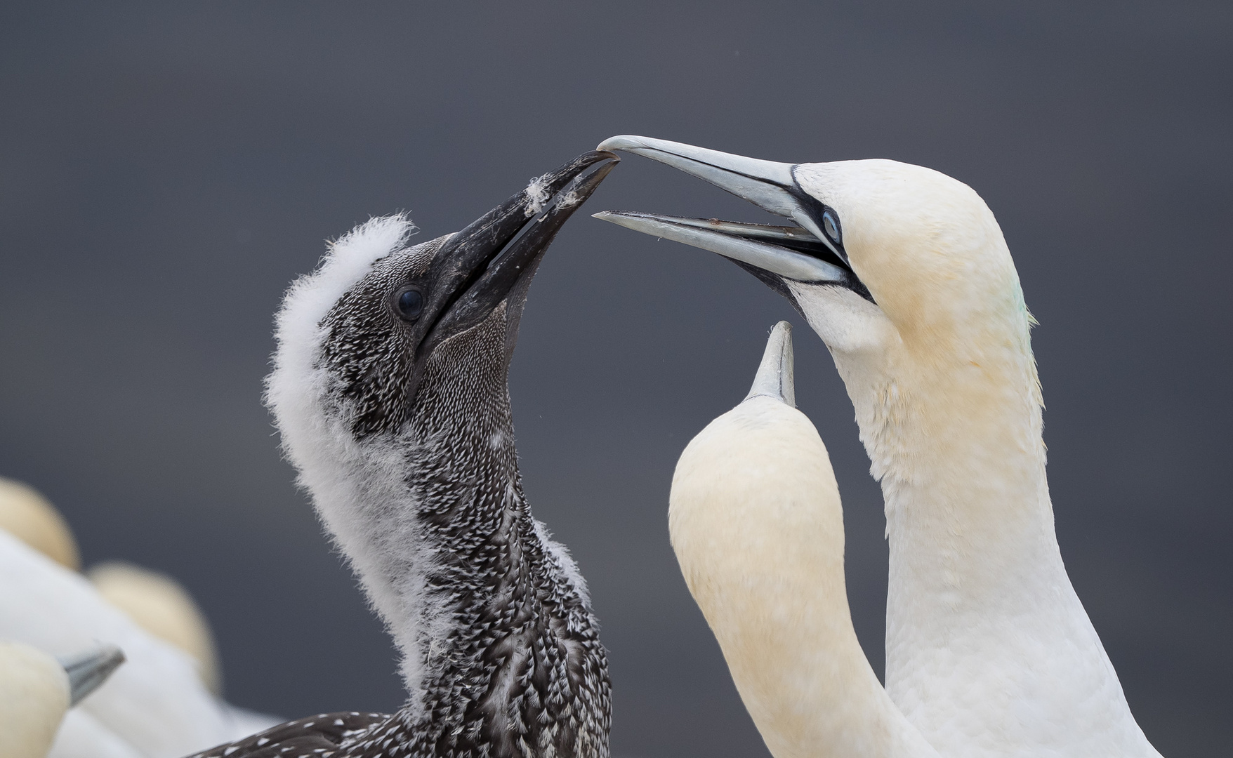 Basstölpel auf Helgoland