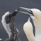 Basstölpel auf Helgoland