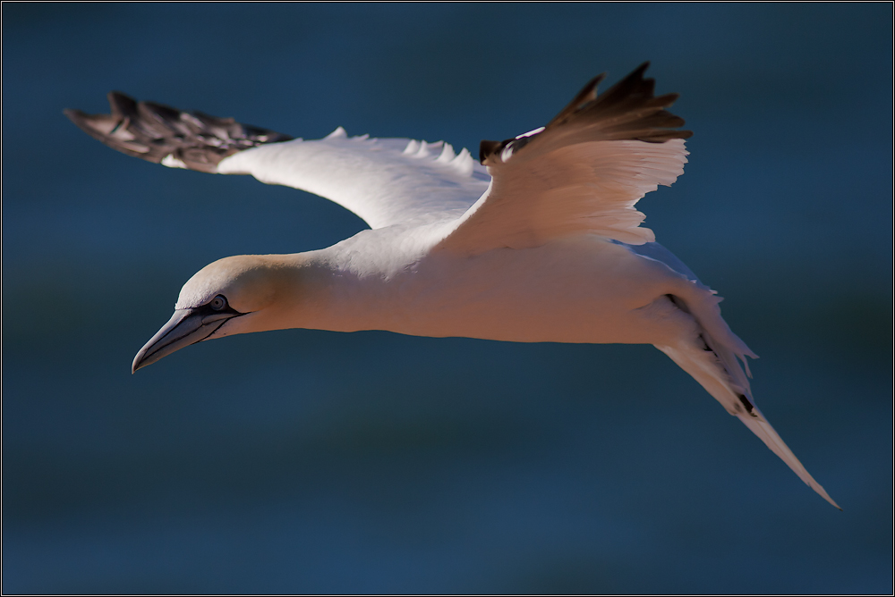 Basstölpel auf Helgoland