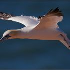 Basstölpel auf Helgoland