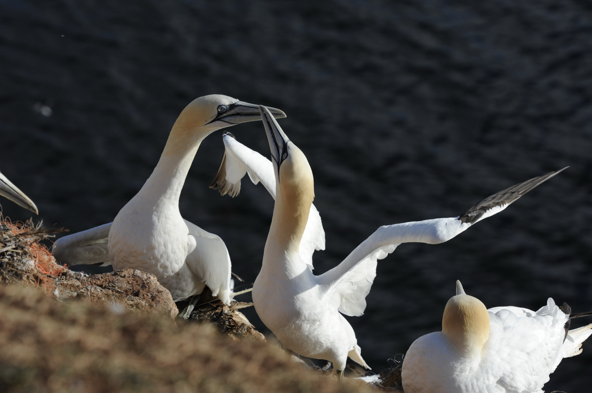 Basstölpel auf Helgoland