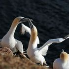 Basstölpel auf Helgoland