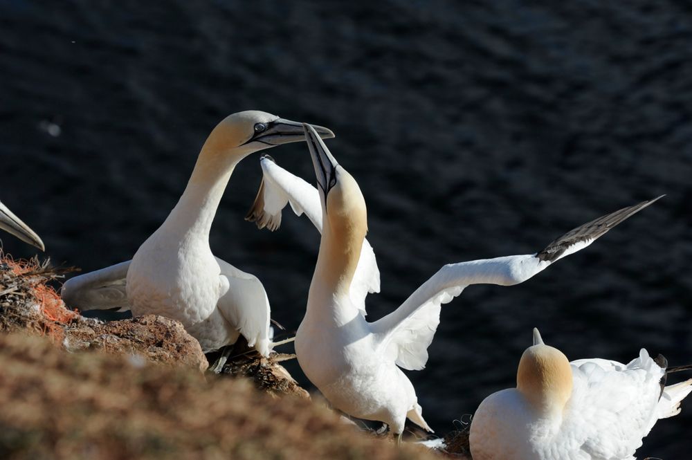 Basstölpel auf Helgoland