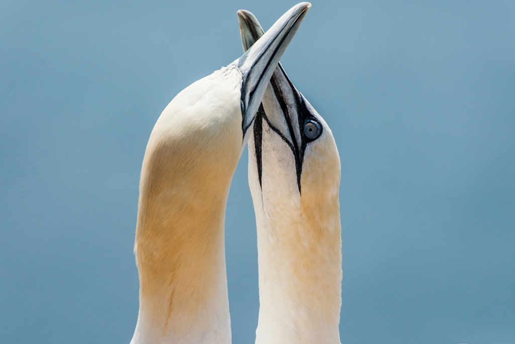 Basstölpel auf Helgoland