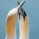 Basstölpel auf Helgoland