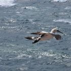 Basstölpel auf Helgoland 1