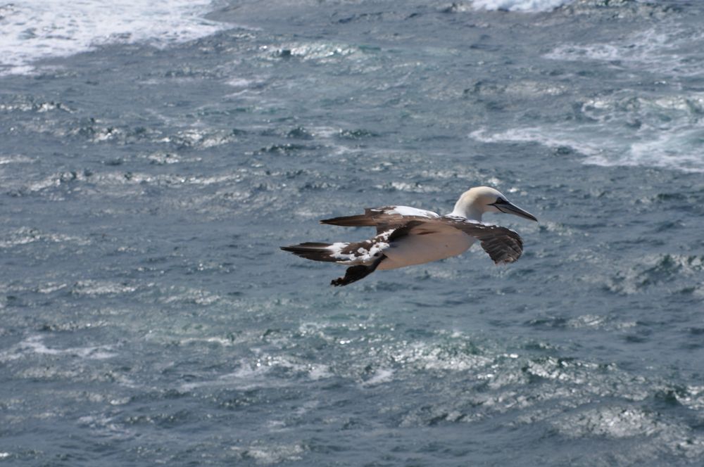 Basstölpel auf Helgoland 1