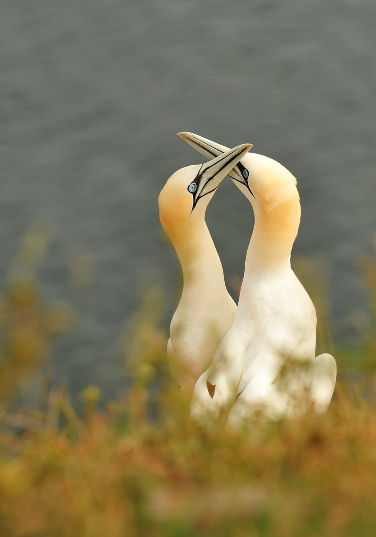 Basstölpel auf Helgoland 1