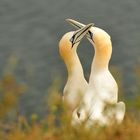 Basstölpel auf Helgoland 1