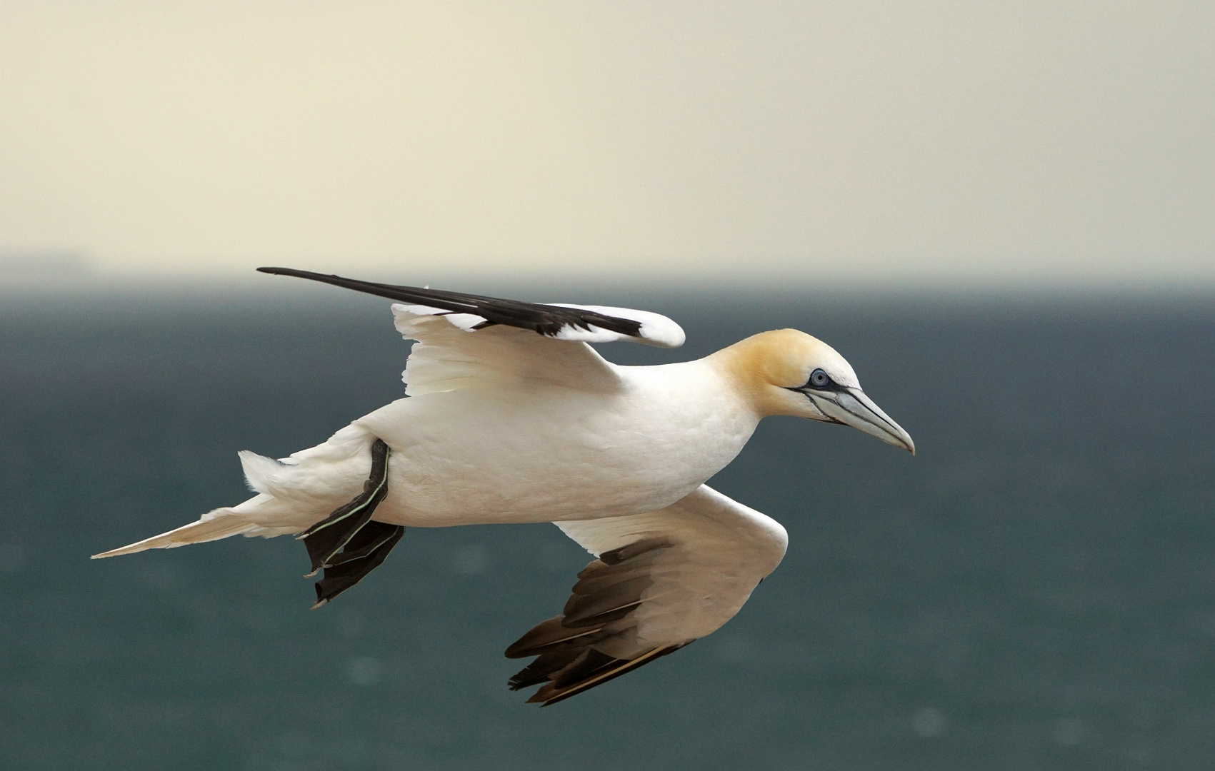 Basstölpel auf Helgoland