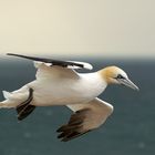 Basstölpel auf Helgoland