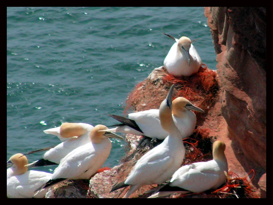 Basstölpel auf Helgoland