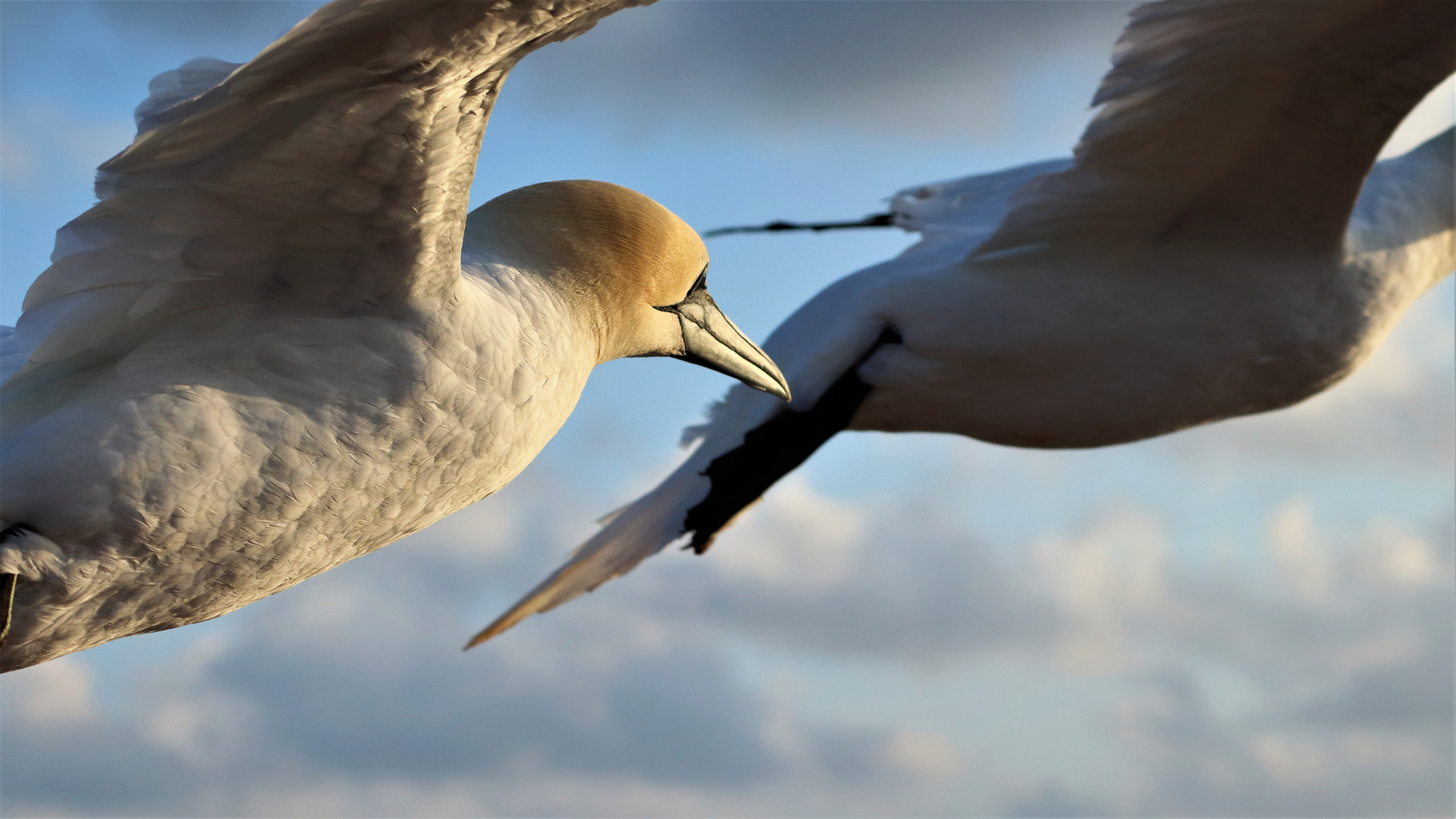 Basstölpel auf Helgoland