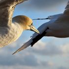 Basstölpel auf Helgoland