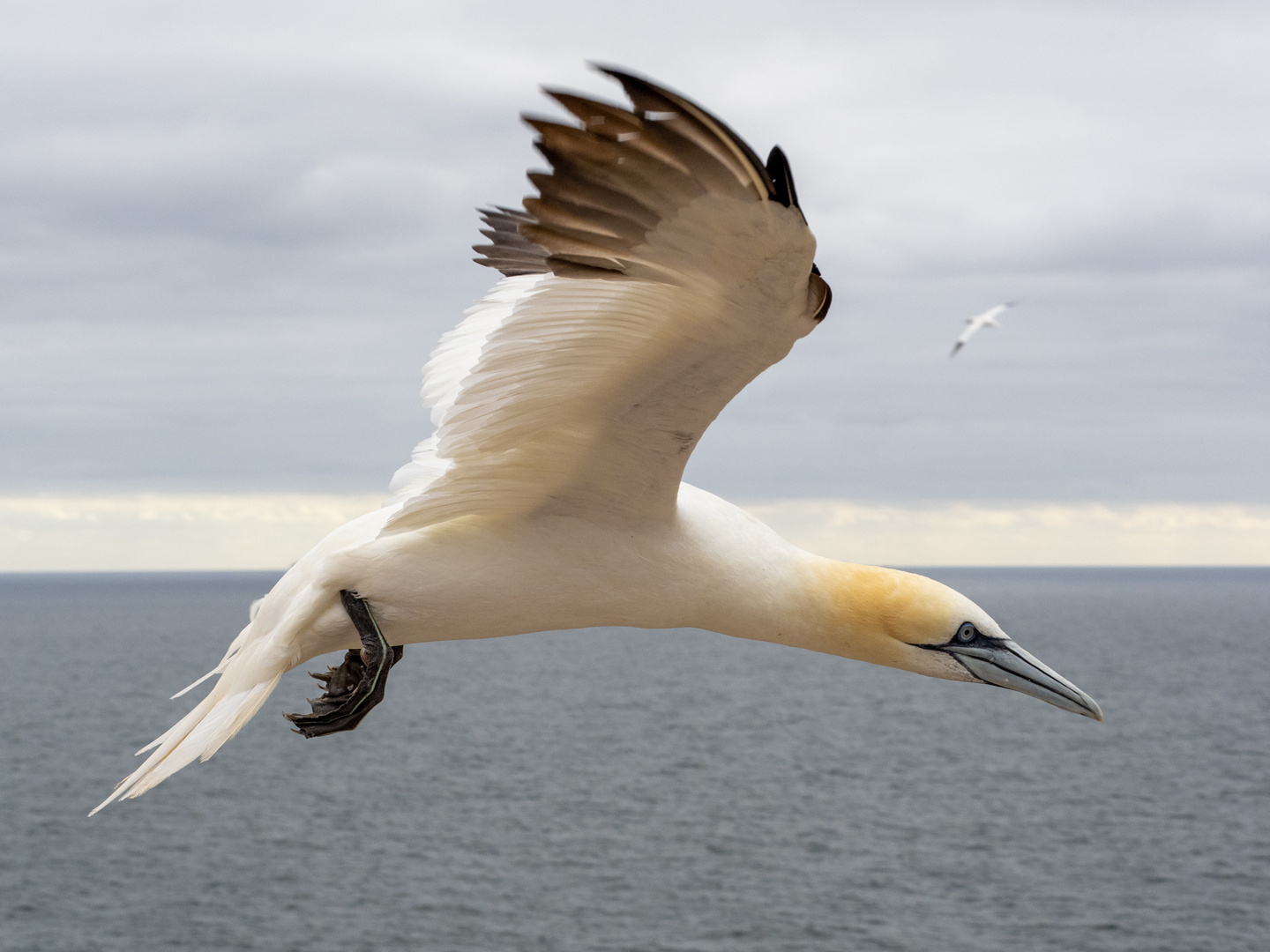 Basstoelpel auf Helgoland