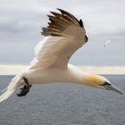 Basstoelpel auf Helgoland