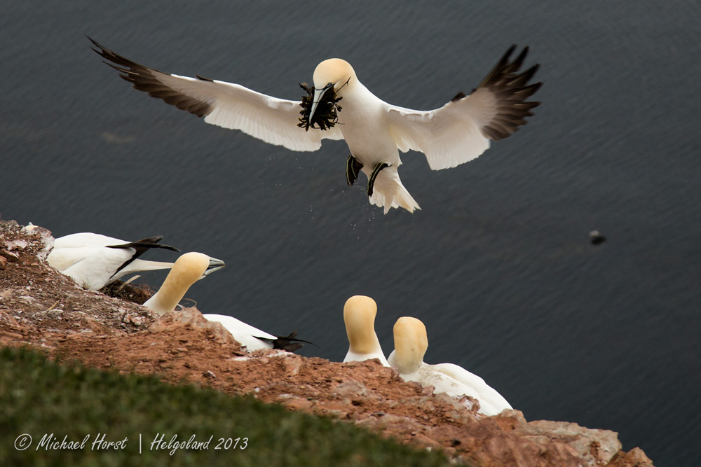 Basstölpel auf Helgoland