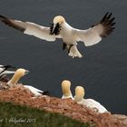 Basstölpel auf Helgoland