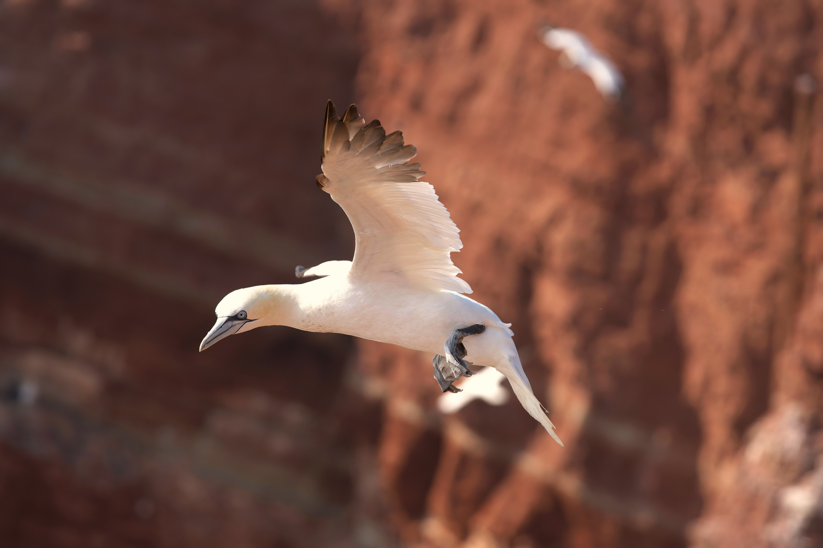 Basstölpel auf Helgoland