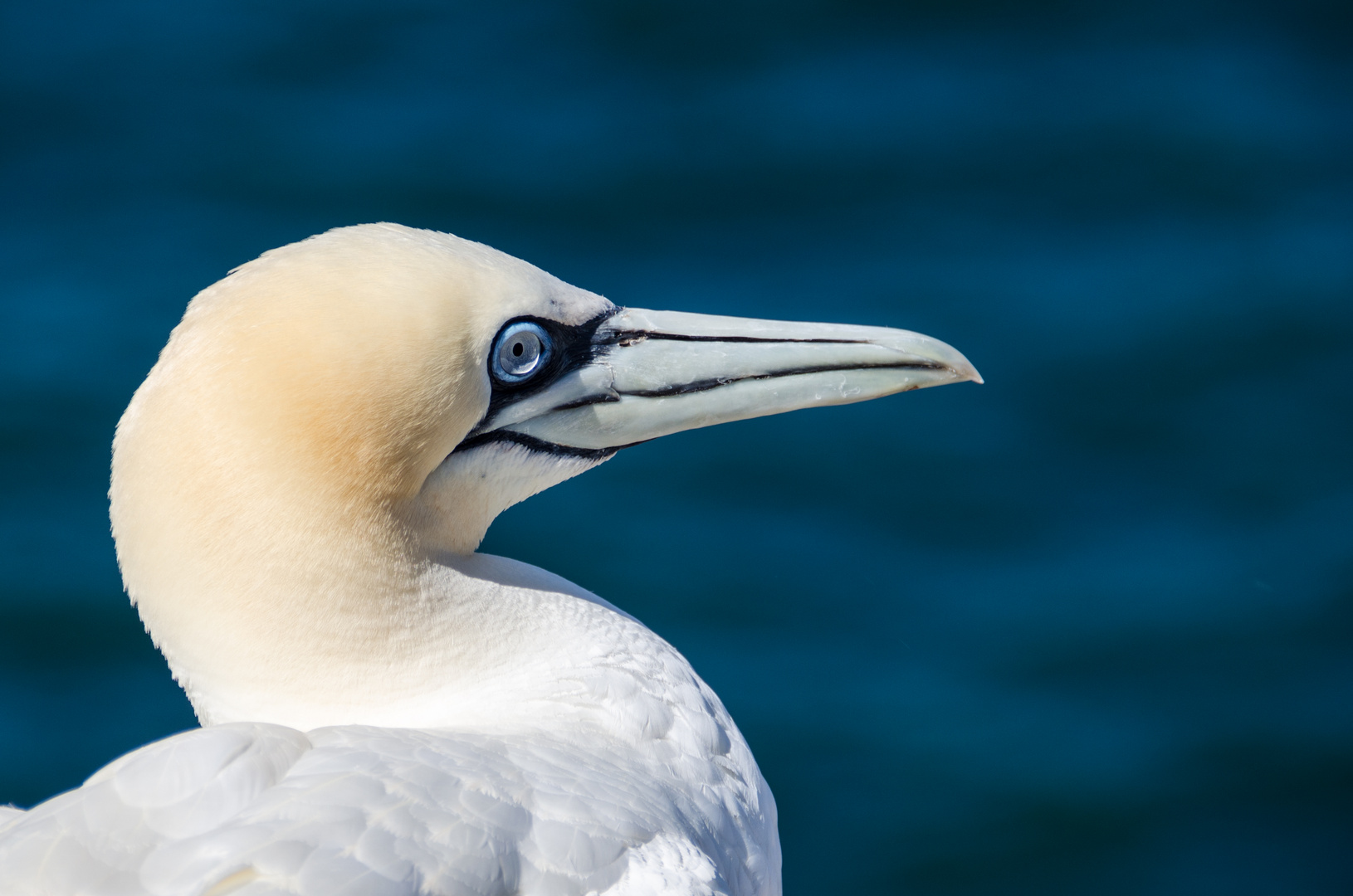 Basstölpel auf Helgoland 