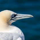 Basstölpel auf Helgoland 