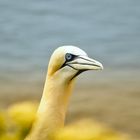 Basstölpel auf Helgoland 