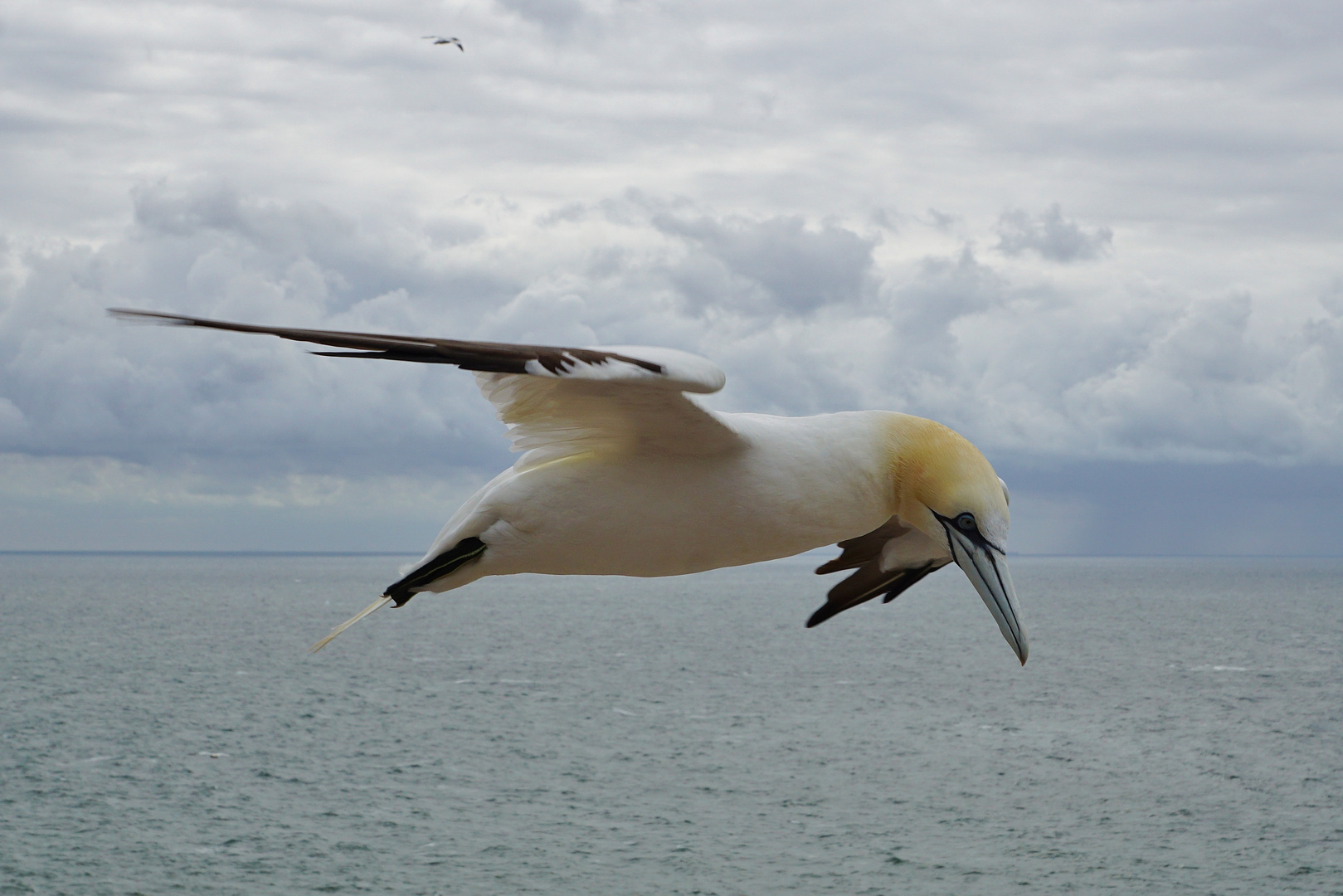 Basstölpel auf Helgoland