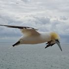 Basstölpel auf Helgoland