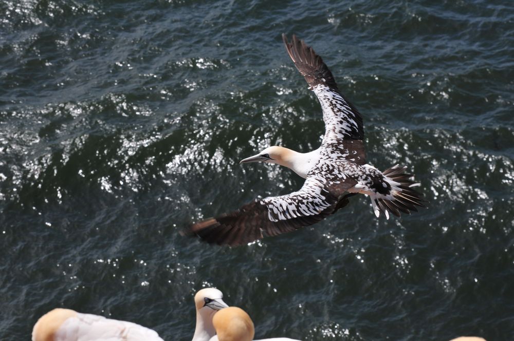 Basstölpel auf Helgoland 2