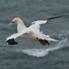 Basstölpel auf Helgoland 2