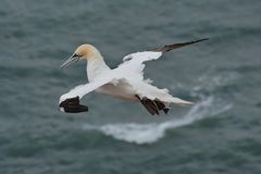 Basstölpel auf Helgoland 2