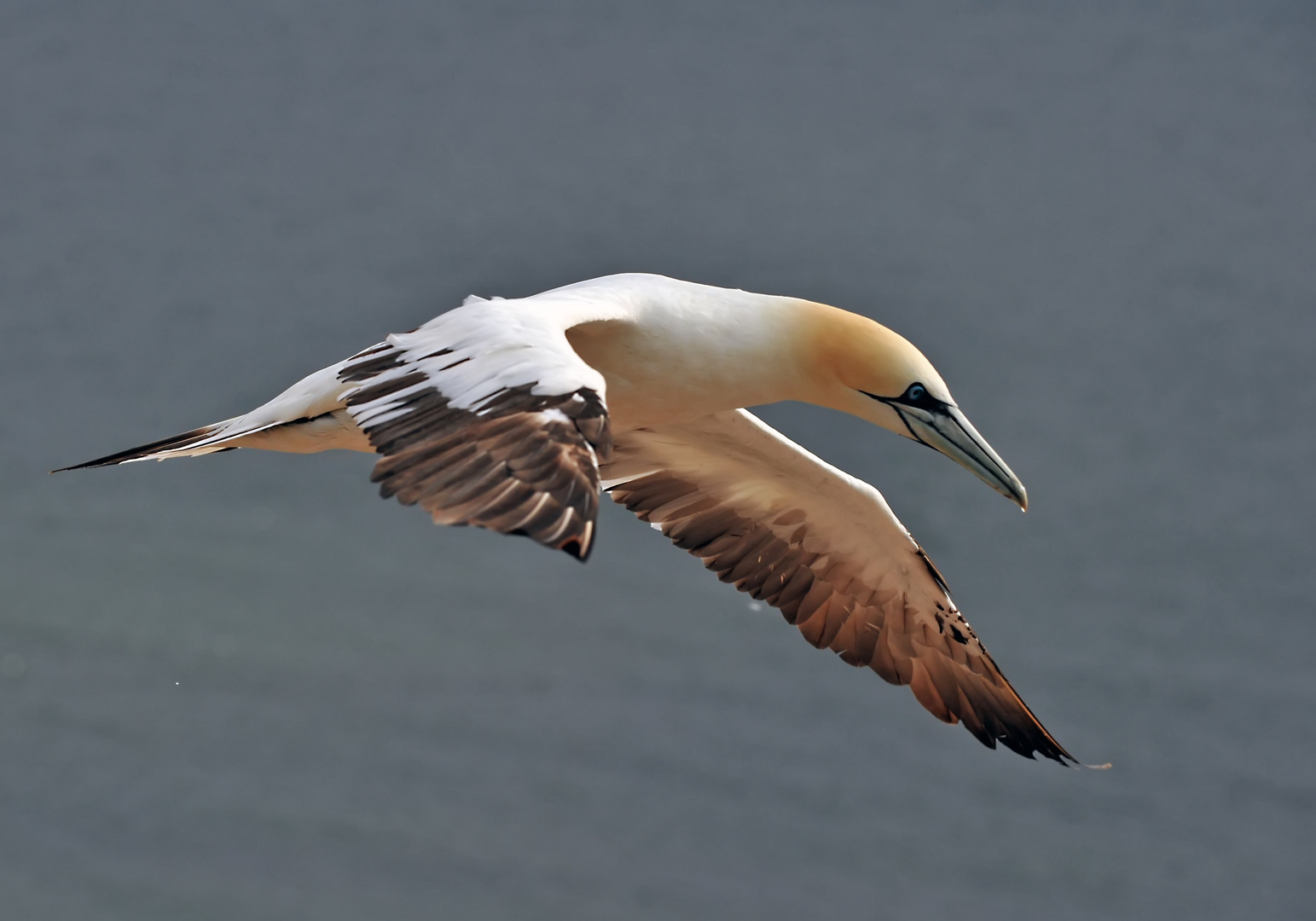 Basstölpel auf Helgoland 2