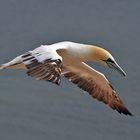 Basstölpel auf Helgoland 2