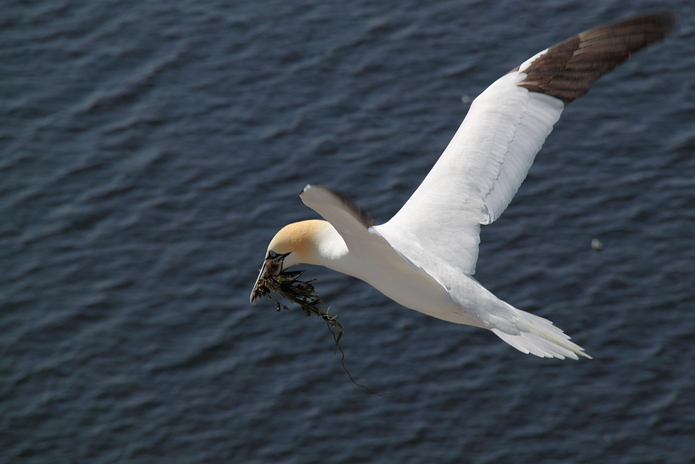 Baßtölpel auf Helgoland 2011